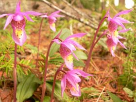 Ladyslipper_Orchid